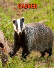 Badger