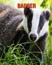 Badger