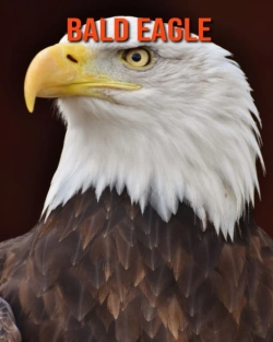 Bertrand.pt - Bald Eagle