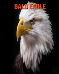 Bertrand.pt - Bald Eagle