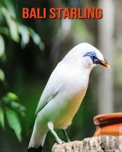 Bali Starling