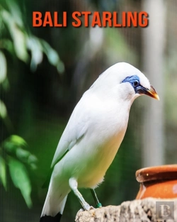 Bertrand.pt - Bali Starling