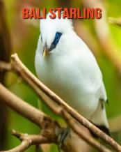 Bali Starling