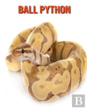 Ball Python