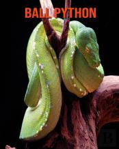 Ball Python