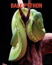 Ball Python