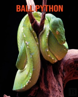 Bertrand.pt - Ball Python