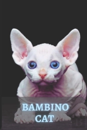 Bambino Cat