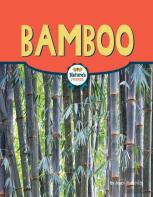 Bamboo