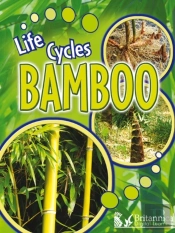 Bamboo