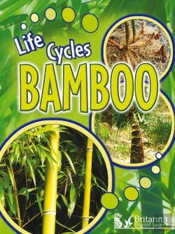 Bertrand.pt - Bamboo