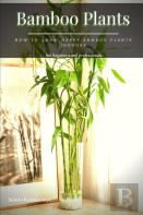Bamboo Plants