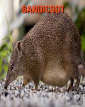 Bandicoot