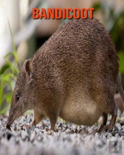Bertrand.pt - Bandicoot