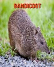 Bandicoot