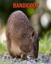 Bandicoot