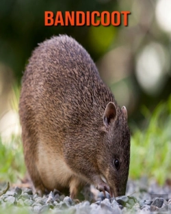 Bertrand.pt - Bandicoot
