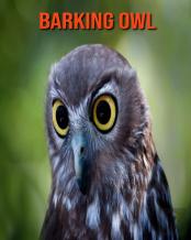 Barking Owl