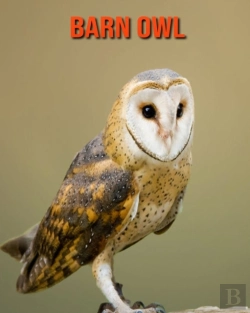 Bertrand.pt - Barn Owl