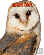 Barn Owl