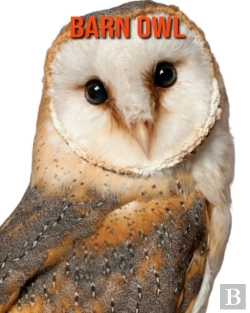Bertrand.pt - Barn Owl