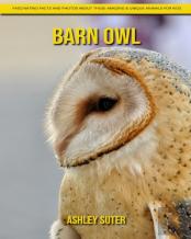 Barn Owl