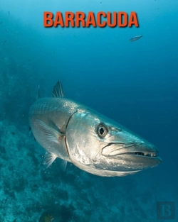 Bertrand.pt - Barracuda