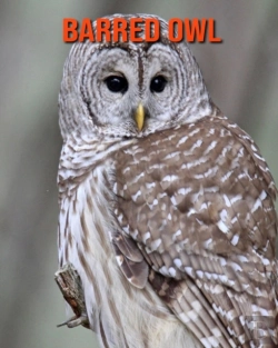 Bertrand.pt - Barred Owl