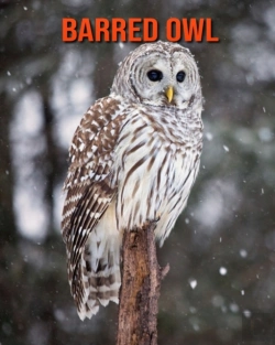 Bertrand.pt - Barred Owl