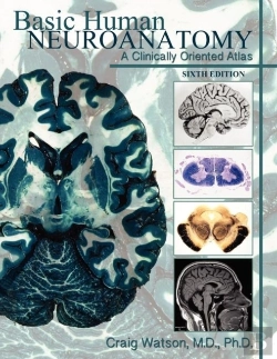 Bertrand.pt - Basic Human Neuroanatomy