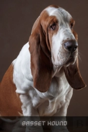Basset Hound