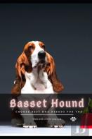 Basset Hound
