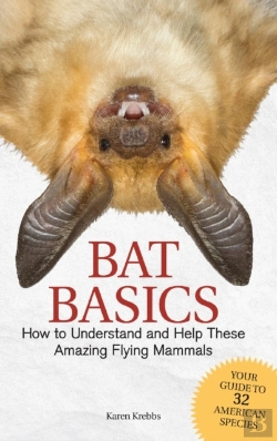 Bertrand.pt - Bat Basics