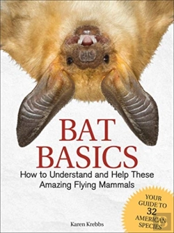 Bertrand.pt - Bat Basics