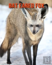 Bat Eared Fox