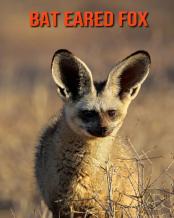 Bat Eared Fox
