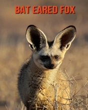 Bat Eared Fox