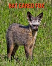 Bat Eared Fox