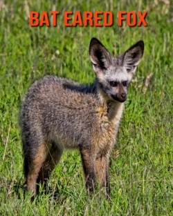 Bertrand.pt - Bat Eared Fox