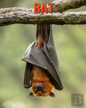 Bat