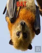 Bat