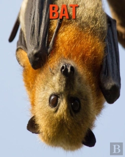 Bertrand.pt - Bat
