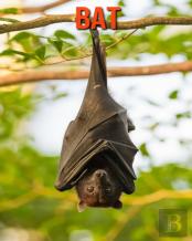 Bat