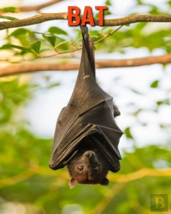 Bertrand.pt - Bat