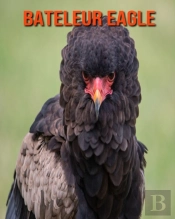Bateleur Eagle