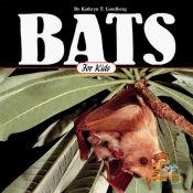 Bats For Kids