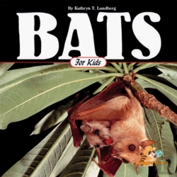Bertrand.pt - Bats For Kids