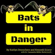 Bats In Danger