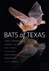 Bats Of Texas