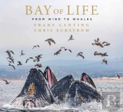 Bay Of Life